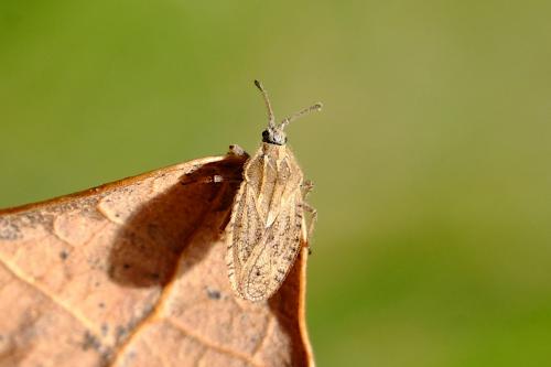 Tingis pilosa